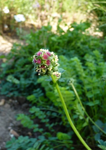 Sanguisorba minor fleur